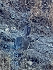 Oryctolagus cuniculus