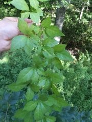 Eleutherococcus sieboldianus