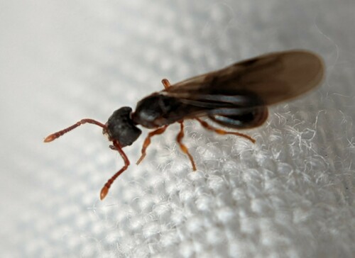Grass Ant