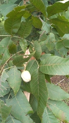 Carya myristiciformis
