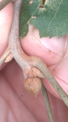 Carya myristiciformis