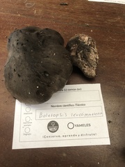 Boletopsis leucomelaena