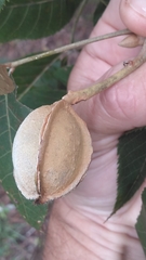 Carya myristiciformis