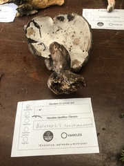 Boletopsis leucomelaena