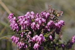 Erica racemosa