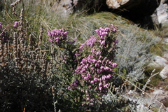 Erica racemosa