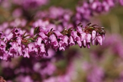 Erica intervallaris