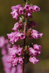 Erica intervallaris