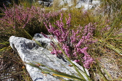 Erica intervallaris