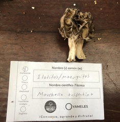 Morchella tridentina