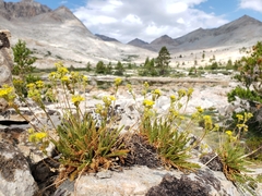 Ivesia lycopodioides
