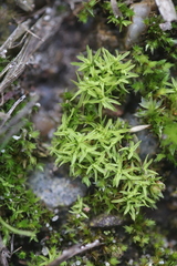 Bryoerythrophyllum recurvirostrum