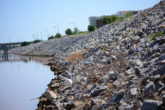 Habronattus borealis