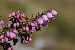 Erica racemosa