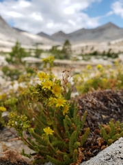 Ivesia lycopodioides