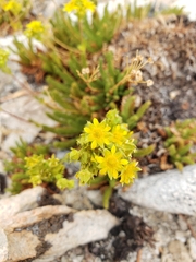 Ivesia lycopodioides