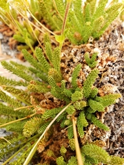 Ivesia lycopodioides