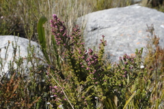 Erica racemosa