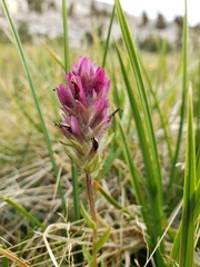 Castilleja lemmonii