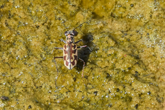 Ellipsoptera macra