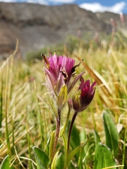 Castilleja lemmonii