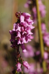 Erica intervallaris