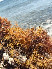 Ericaria mediterranea