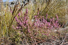 Erica intervallaris