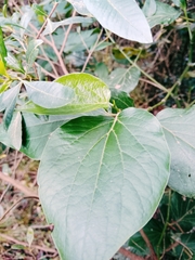 Magnoliopsida
