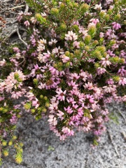 Erica interrupta