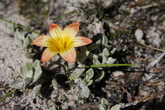 Romulea hirsuta cuprea