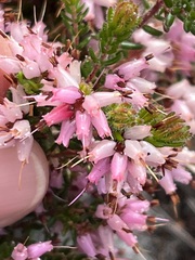 Erica interrupta