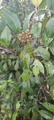 Palicourea violacea