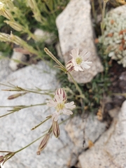 Silene sargentii