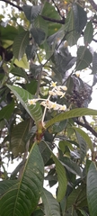 Palicourea violacea