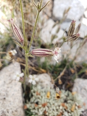 Silene sargentii