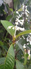 Palicourea violacea