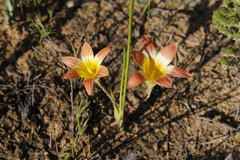 Romulea hirsuta cuprea