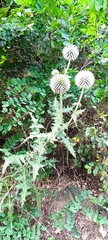 Echinops sphaerocephalus