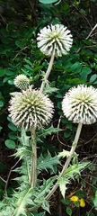 Echinops sphaerocephalus