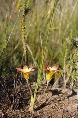 Romulea hirsuta cuprea