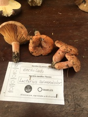 Lactarius salmonicolor