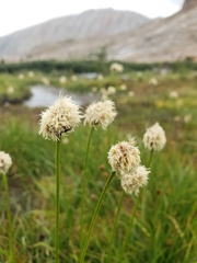 Calliscirpus brachythrix