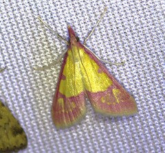 Choristostigma roseopennalis