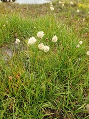 Calliscirpus brachythrix