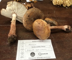 Amanita brunneolocularis