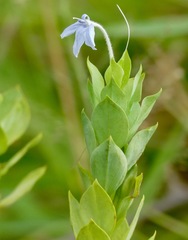 Ecbolium glabratum