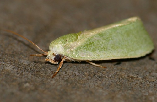 Egyptian Bollworm