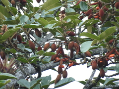 Dussia lehmannii