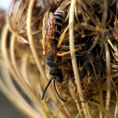 Halictus scabiosae